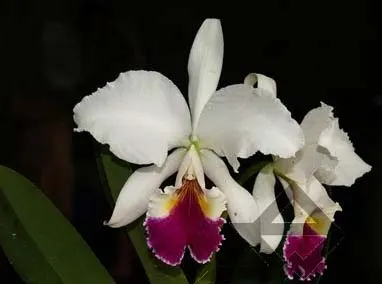Cattleya labiata semi alba 'Garganta Escura' x Cattleya labiata semi alba sanguinea 'Paccione'