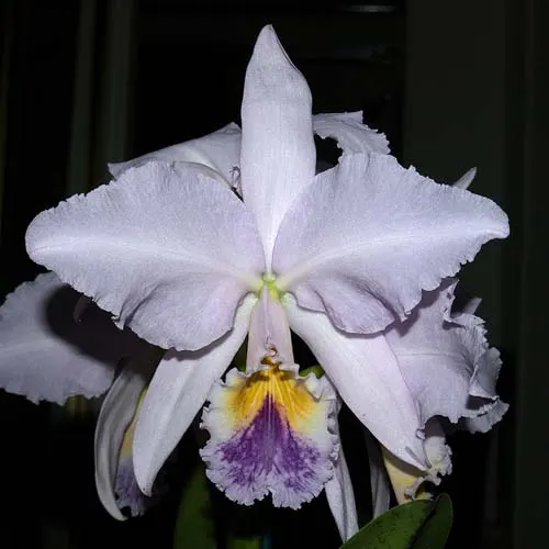 Cattleya labiata coerulea violeta 'Lourival' x Cattleya labiata coerulea 'Vera Micelli'