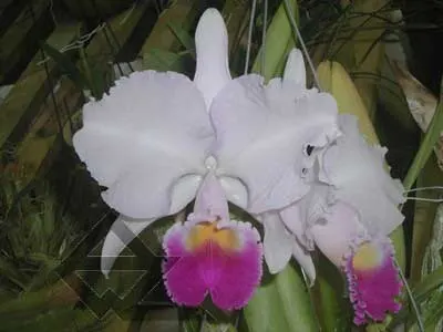 Cattleya trianae pincelada 'Taky-Huaylla' x Cattleya trianae integra orlata vinho