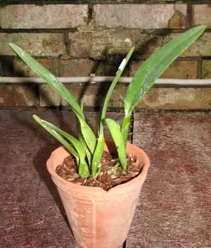 Cattleya trianae pincelada 'Taky-Huaylla' x Cattleya trianae integra orlata vinho