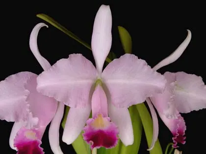 Cattleya trianae alba 'Castro' x Cattleya trianae integra orlata vinho