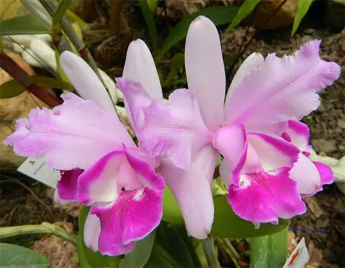 Cattleya intermedia orlatao 'Pedra Azul' x Cattleya intermedia flamea