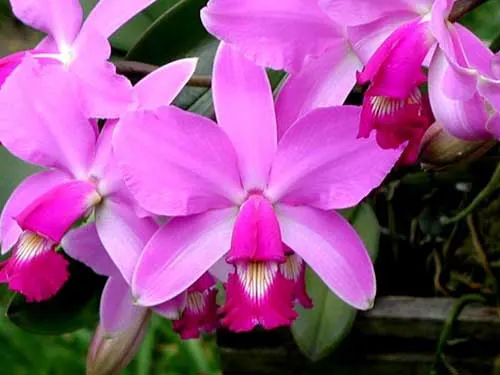 Cattleya violacea rubra flamea 'Alcebiades' XXX x Cattleya violacea tipo 'Rondonia' XXX