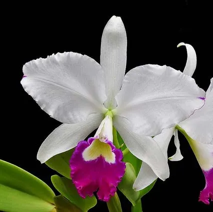 Cattleya warneri alba 'Alvinha' x Cattleya warneri semi alba integra orlata