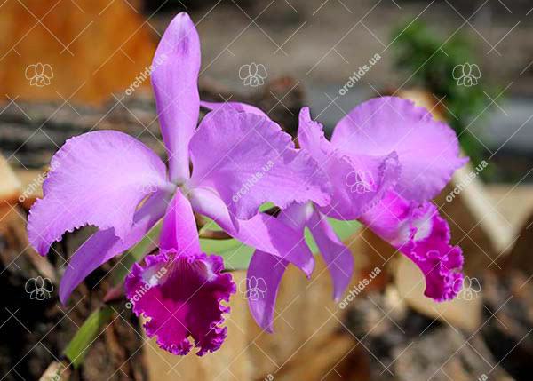 Cattleya warneri escura 'Corrego D'antas' x Cattleya warneri escura integra orlata
