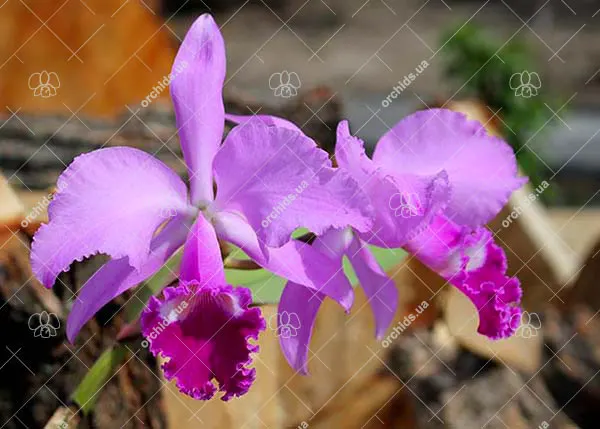 Cattleya warneri escura 'Corrego D'antas' x Cattleya warneri escura integra orlata