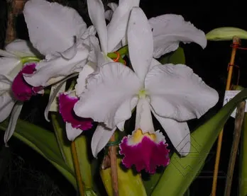 Cattleya warneri semi alba (boa forma) x Cattleya warneri semi alba 'Rubi'