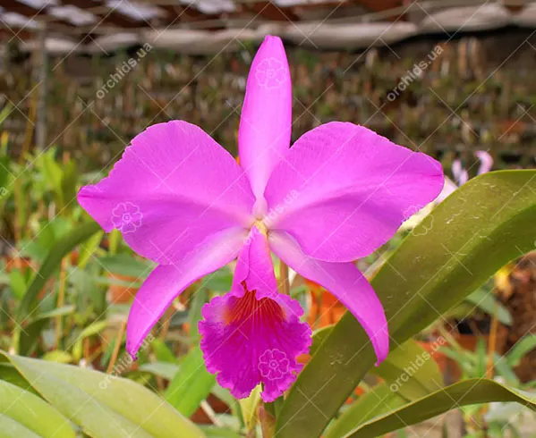 Cattleya labiata rubra 'Schuller' x Cattleya labiata rubra 'Deize'
