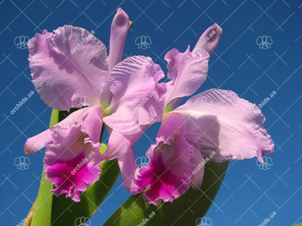 Cattleya warneri amesiana 'Mem. Roberto Kautsky' x Cattleya warneri amesiana 'Feu Rosa'