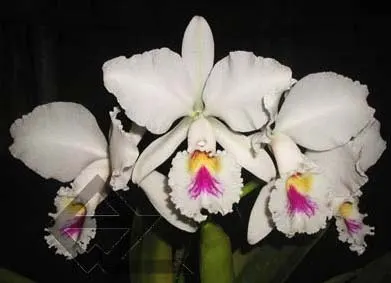 Cattleya labiata semi alba 'Marina' x Cattleya labiata alba 'Nuvem Branca'