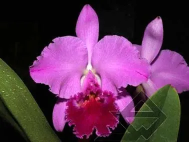 Cattleya labiata 'Yellow Eyes' x Cattleya labiata tipo escura (Z-68)