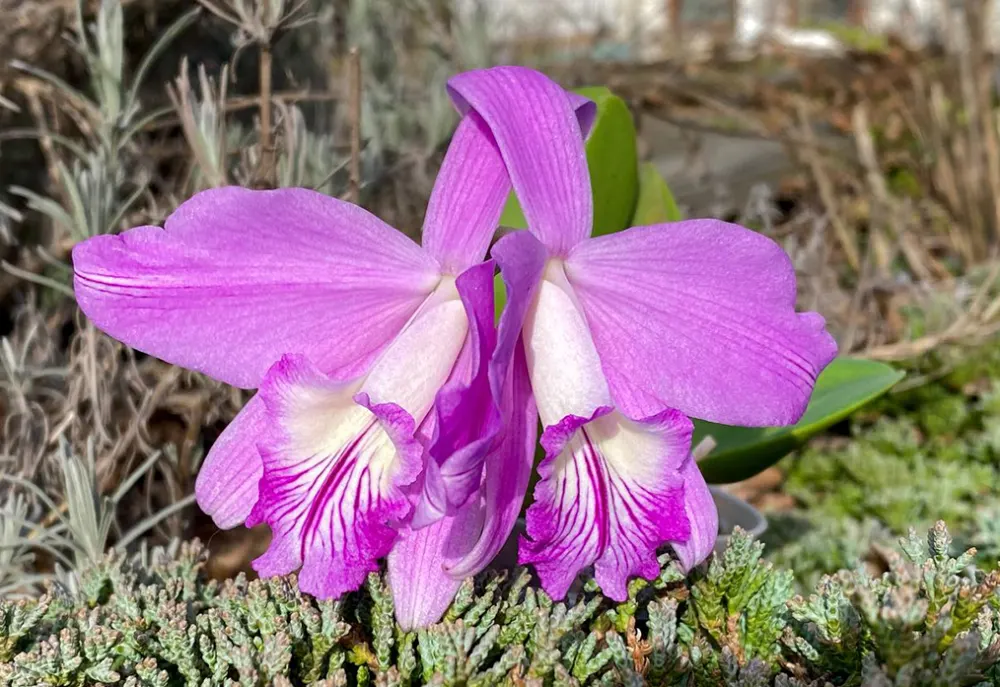 Laelia sincorana XXXX x Laelia sincorana coerulea