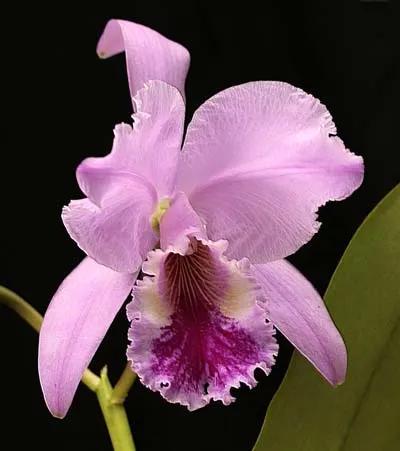 Cattleya labiata alba 'Nuvem Branca' x Cattleya labiata coerulea 'Estrelinha'