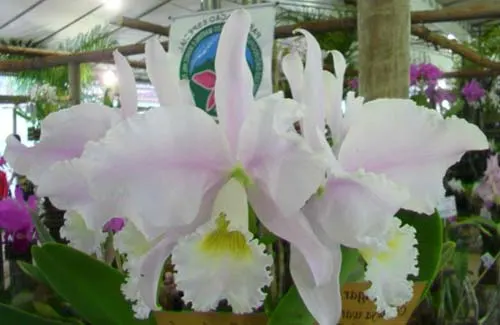 Cattleya warneri suavissima 'Ricardo Bells' x Cattleya warneri alba 'Perim'