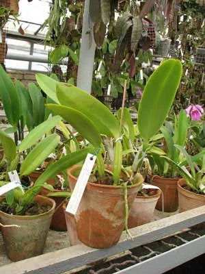 Cattleya trianae \'Fine Variety\' (98-8) x Cattleya trianae orlata rosea \'AWZ\'
