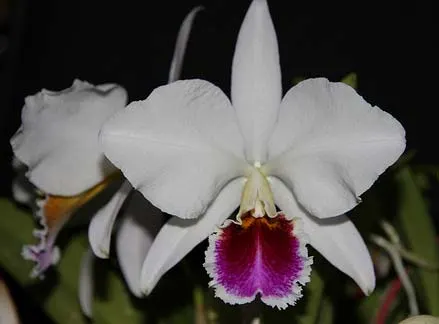 Cattleya percivaliana semi alba 'Altamira'