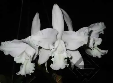 Cattleya intermedia alba \'Plana\' x Cattleya intermedia alba pelorica \'AWZ\'
