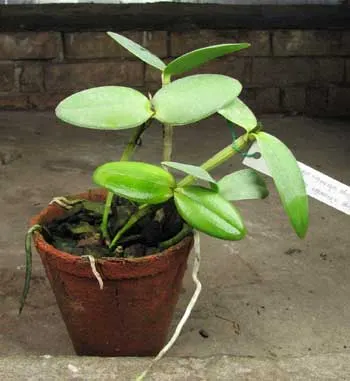 Cattleya intermedia alba \'Plana\' x Cattleya intermedia alba pelorica \'AWZ\'