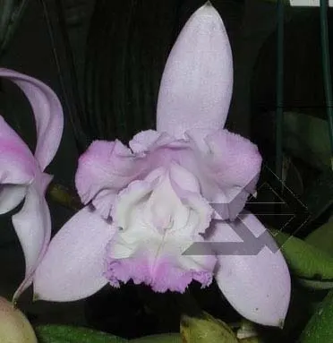 Cattleya intermedia aquini rosea-concolor XXX x Cattleya intermedia aquini alba 'Superba' XXX