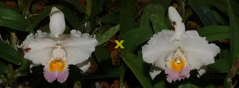 Cattleya trianae amesiana A x Cattleya trianae amesiana B