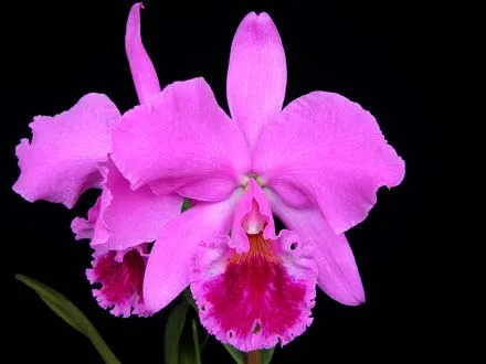 Cattleya labiata 'Labelo Grande' x Cattleya labiata 'Feliz Páscoa'
