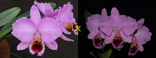 Cattleya percivaliana tipo select XXX x 'Summit - Mutante'