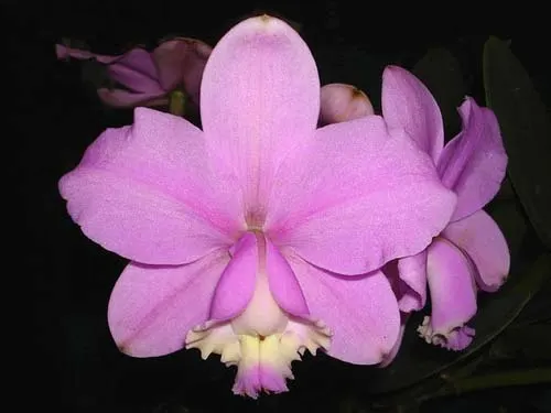 Cattleya loddigesii tipo 'Gigante' x Cattleya loddigesii 'Erica'