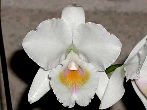 Cattleya quadricolor alba x Cattleya quadricolor suavissima