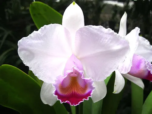 Cattleya quadricolor semi alba x Cattleya quadricolor semi alba 'Pompeu'