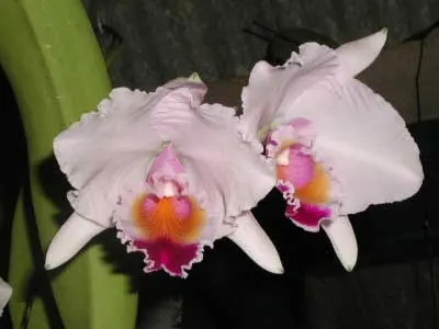 Cattleya quadricolor semi alba x Cattleya quadricolor \'Da. Zoraide\'