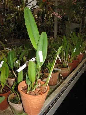 Cattleya quadricolor semi alba x Cattleya quadricolor \'Da. Zoraide\'