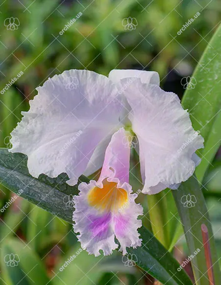 Cattleya trianae alba XXXX x Cattleya trianae amoena 'Rainha'