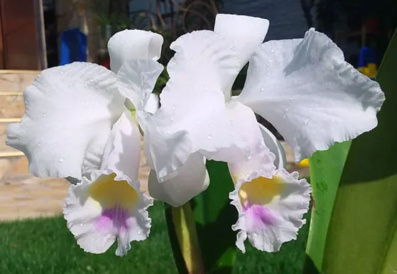 Cattleya trianae albescens XXX x Cattleya trianae amoena 'Rainha'