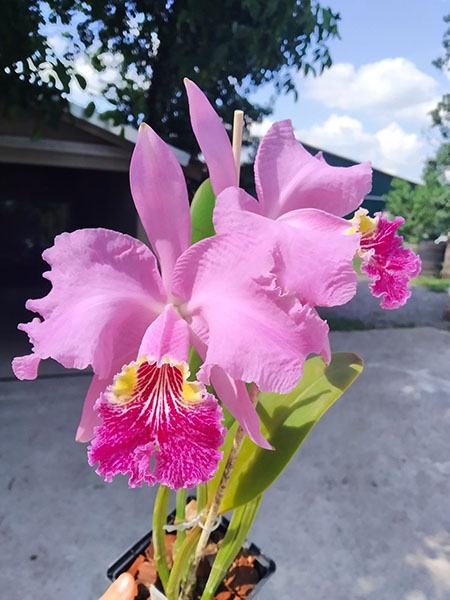 Cattleya lueddemanniana tipo 'Pinky' x Cattleya lueddemanniana rubra 'Gesia'