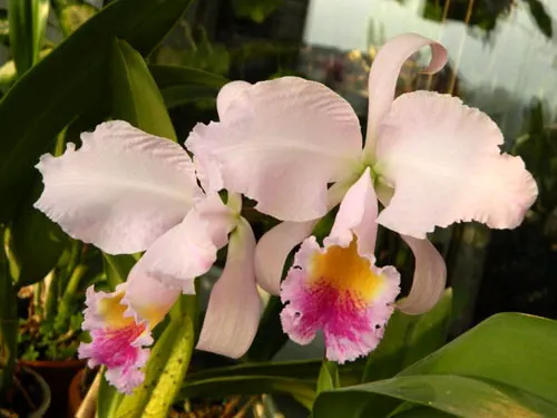 Cattleya schroederae albescens x Cattleya schroederae alba