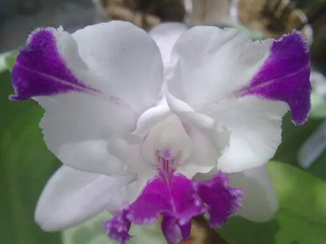 Cattleya intermedia flamea coerulea 'Blue Rapsody' x Cattleya intermedia alba XXX (SAN 775)