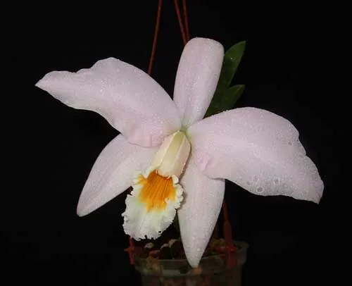 Laelia jongheana alba (Z-88) x Laelia jongheana suavissima