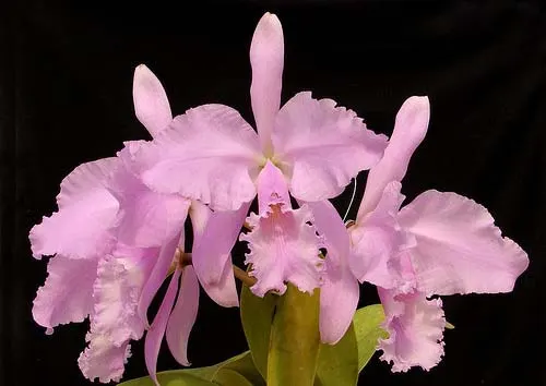Cattleya warneri concolor x SELF