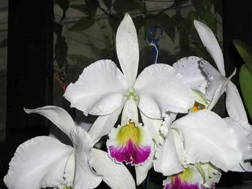 Cattleya warneri semi alba 'Alto Sapucaia' x Cattleya warneri semi alba 'Guindani'