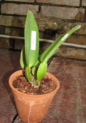 Cattleya warneri semi alba 'Alto Sapucaia' x Cattleya warneri semi alba 'Guindani'