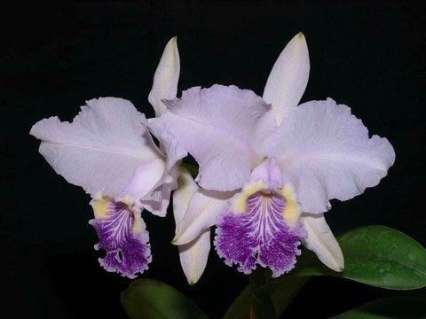 Cattleya lueddemanniana coerulea 'Lena' x Cattleya lueddemanniana coerulea 'Celeste'