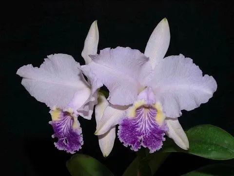 Cattleya lueddemanniana coerulea 'Lena' x Cattleya lueddemanniana coerulea 'Celeste'