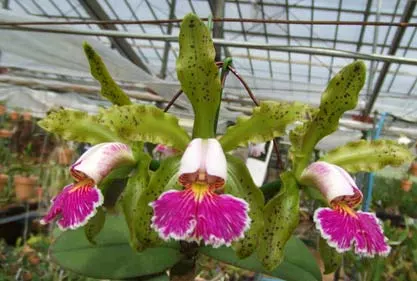 Cattleya schilleriana verde (green) (A. Entringer) x SELF