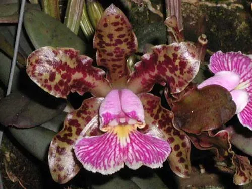 Cattleya schilleriana 'Guarapari' x Cattleya schilleriana 'Olinda'