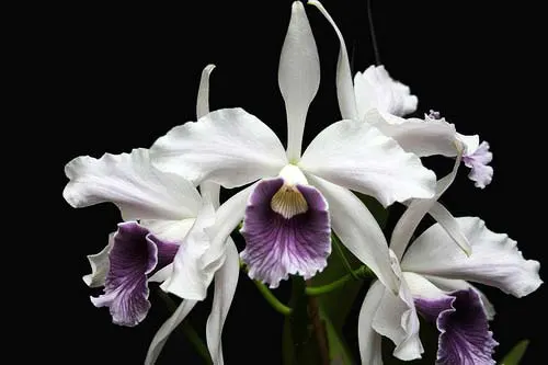 Laelia purpurata werkhauseri