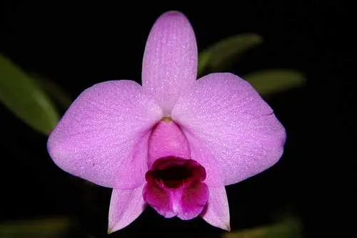 Laelia praestans 'Black Lip' XXX x Laelia praestans 'Daniel' XXX