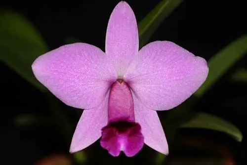 Laelia praestans \'Daniel\' XXX x Laelia praestans \'Dark Lip\'
