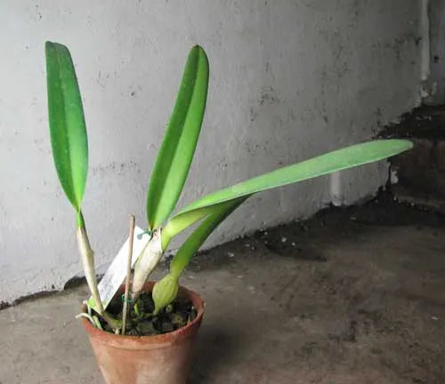 Laelia purpurata semi alba (quase) 'Tubarão' x Laelia purpurata semi alba (quase) 'Sander'