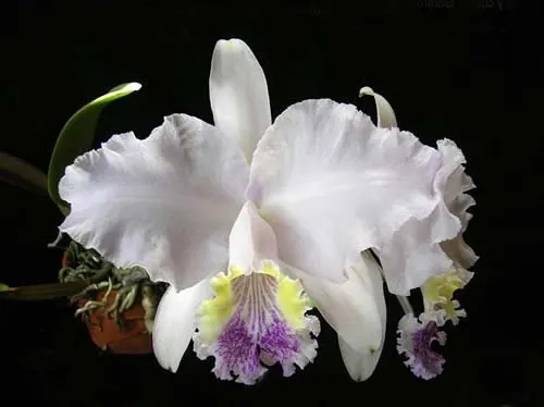 Cattleya lueddemanniana coerulea (Ssique x Murillo) x Cattleya lueddemanniana coerulea (Mariauxi x Amparo)