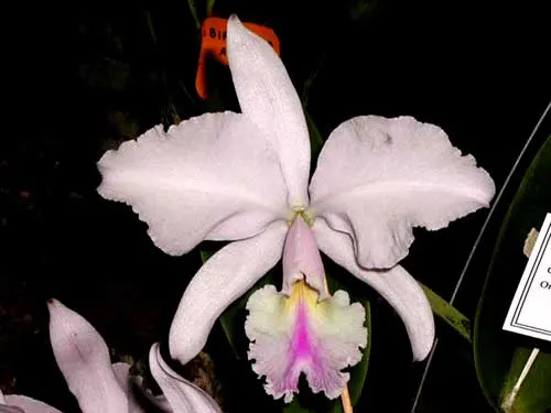 Cattleya warneri amesiana 'Mem. Roberto Kautsky' x SELF